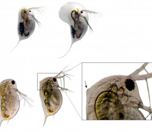 El aumento del dióxido de carbono acidifica también el agua dulce del planeta