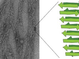 La proteína amiloide se autorreplica: ¿Puede ser la precursora de la vida en la Tierra?