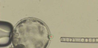 Crean un segundo híbrido entre humano y otro animal: embriones de oveja con células humanas