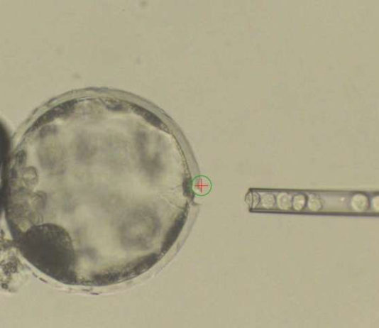 Crean un segundo híbrido entre humano y otro animal: embriones de oveja con células humanas