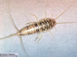 Antiguos insectos podrían llevar a la creación de biocombustibles con menos emisiones dañinas