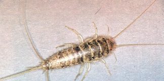 Antiguos insectos podrían llevar a la creación de biocombustibles con menos emisiones dañinas