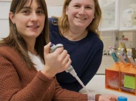 Nuevo estudio con células madre puede conseguir músculos más fuertes en la vejez