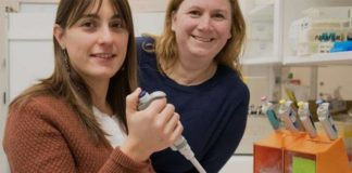 Nuevo estudio con células madre puede conseguir músculos más fuertes en la vejez