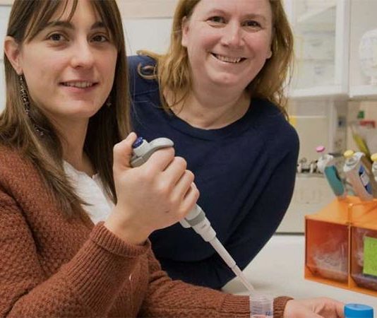 Nuevo estudio con células madre puede conseguir músculos más fuertes en la vejez