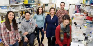 Descubierta una sustancia que podría conseguir una extensión de entre tres y seis años del período reproductivo humano