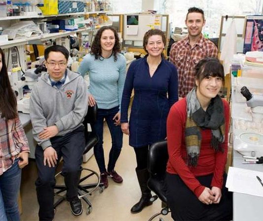 Descubierta una sustancia que podría conseguir una extensión de entre tres y seis años del período reproductivo humano