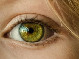 Una nueva terapia génica permite curar la retinosis pigmentaria en retinas cultivadas Ojo