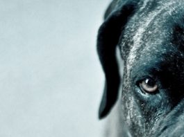 Alfaguara publica en abril «Los perros duros no bailan», de Arturo Pérez-Reverte