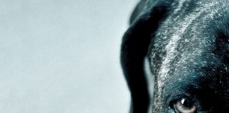 Alfaguara publica en abril «Los perros duros no bailan», de Arturo Pérez-Reverte