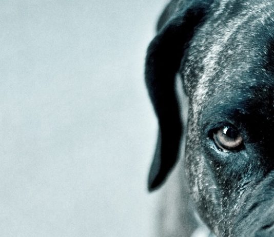 Alfaguara publica en abril «Los perros duros no bailan», de Arturo Pérez-Reverte