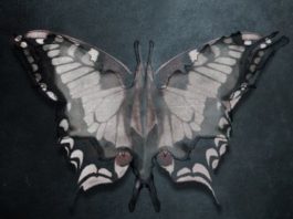 «Mi hermana Rosa» de Justine Larbalestier, publicado en junio por Roca