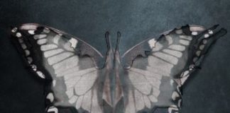 «Mi hermana Rosa» de Justine Larbalestier, publicado en junio por Roca