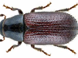 El Tomicus, ¿oportunidad o plaga? Tomicus