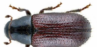 El Tomicus, ¿oportunidad o plaga? Tomicus