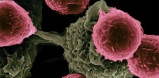 Células T fetales responden primero a las infecciones en adultos Celulas T