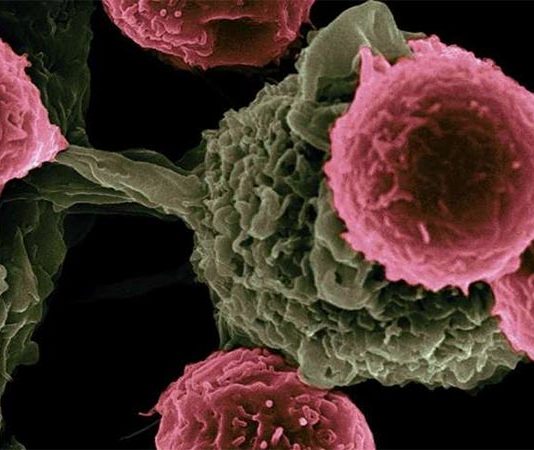 Células T fetales responden primero a las infecciones en adultos Celulas T