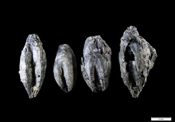 granos carbonizados