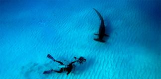 Este viernes se estrena el documental Las maravillas del mar, de Mantello y Cousteau Las maravillas del mar