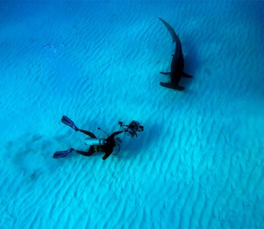 Este viernes se estrena el documental Las maravillas del mar, de Mantello y Cousteau Las maravillas del mar