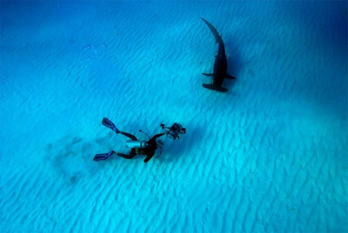 Las maravillas del mar Las maravillas del mar