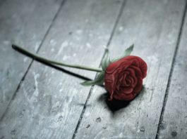 «La cabaña», de Natasha Preston. Cuando el asesino está entre tus amigos o puede ser quien amas