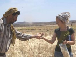 Según unos arqueólogos, el ser humano consumía pan 4.000 años antes del inicio de la agricultura Pan antes de la agricultura