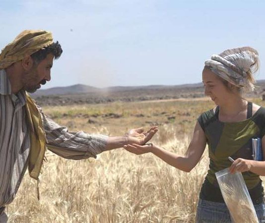 Según unos arqueólogos, el ser humano consumía pan 4.000 años antes del inicio de la agricultura Pan antes de la agricultura