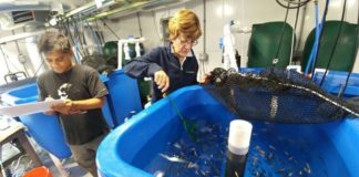 Sostenibilidad en acuicultura: Nuevo alimento para peces a base de microalgas marinas Estudio de acuicultura