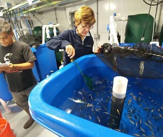 Sostenibilidad en acuicultura: Nuevo alimento para peces a base de microalgas marinas Estudio de acuicultura
