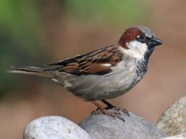 ¿Cómo se adaptaron los gorriones comunes a su vida con los humanos? gorrión