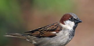 ¿Cómo se adaptaron los gorriones comunes a su vida con los humanos? gorrión