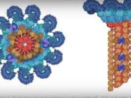 Se descubre una nueva línea de defensa del cuerpo humano frente a las infecciones de bacterias nueva respuesta inmune