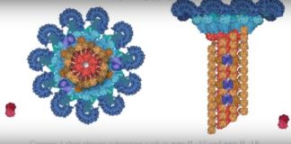 Se descubre una nueva línea de defensa del cuerpo humano frente a las infecciones de bacterias nueva respuesta inmune