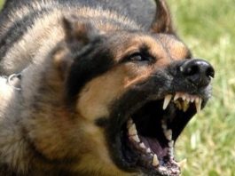 Carlos Sisí en su «Edén interrumpido» nos lleva al límite