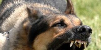 Carlos Sisí en su «Edén interrumpido» nos lleva al límite