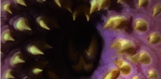 Cazador de Ratas publica en septiembre «Te prohibo volver a dormir» de Pedro Moscatel