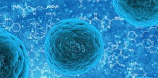 La forma en que cada célula produce proteínas influye en el tratamiento de distintas enfermedades célula