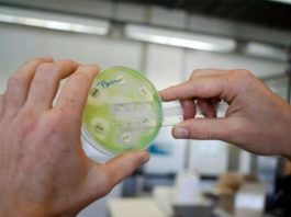 La superbacteria Staphylococcus epidermidis parece haberse extendido a hospitales de todo el mundo superbacteria