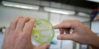 La superbacteria Staphylococcus epidermidis parece haberse extendido a hospitales de todo el mundo superbacteria