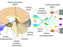 Un equipo de investigadores identifica el interruptor del sueño en el cerebro Cerebro y nervios ópticos