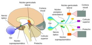 Un equipo de investigadores identifica el interruptor del sueño en el cerebro Cerebro y nervios ópticos
