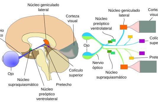Un equipo de investigadores identifica el interruptor del sueño en el cerebro Cerebro y nervios ópticos