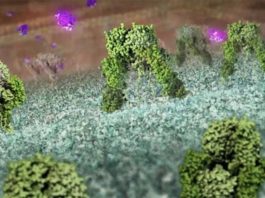 Un descubrimiento podría conducir al diseño de una insulina mejorada para tratar la diabetes Cómo actúa la insulina