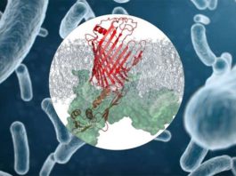 Se descubre una posible nueva vía para luchar contra la resistencia a los antibióticos Complejo proteico en bacterias