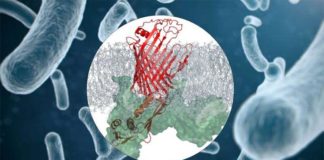 Se descubre una posible nueva vía para luchar contra la resistencia a los antibióticos Complejo proteico en bacterias