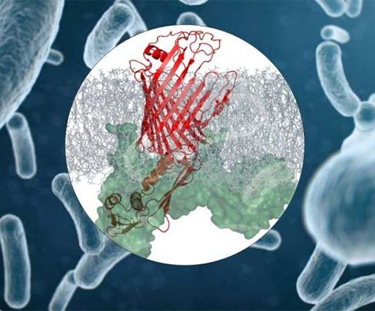 Se descubre una posible nueva vía para luchar contra la resistencia a los antibióticos Complejo proteico en bacterias
