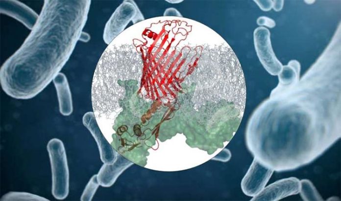 Complejo proteico en bacterias Complejo proteico en bacterias