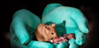 Un experimento logra producir ratones de progenitores del mismo sexo ratones