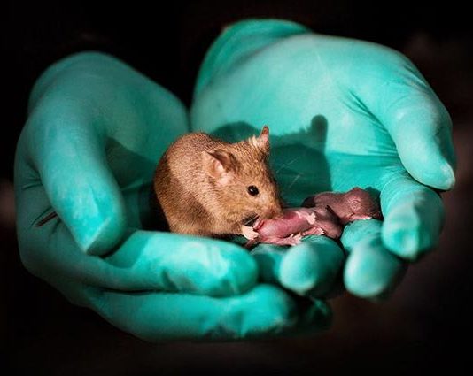 Un experimento logra producir ratones de progenitores del mismo sexo ratones
